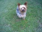 Axel - Yorkshire Terrier Mâle (7 ans)