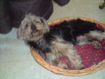 DJINO - Yorkshire Terrier Mâle (1 an)