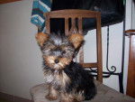 Ulysse - Yorkshire Terrier Mâle (3 mois)