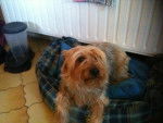 Bendit - Yorkshire Terrier Mâle (6 ans)