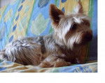 Voyou (à mamie) - Yorkshire Terrier Mâle (5 ans)