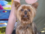 july - Yorkshire Terrier Femelle (Autre)