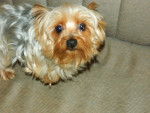 Hoss - Yorkshire Terrier Mâle