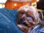 Ginger - Yorkshire Terrier Femelle (5 ans)