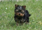éliote - Yorkshire Terrier Mâle (2 ans)
