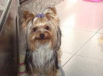Princess - Yorkshire Terrier Femelle (1 an)