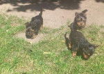 Unsere Welpen 2012 - Yorkshire Terrier Femelle