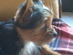 SILK - Yorkshire Terrier Mâle (6 mois)