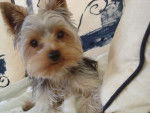 Ti-Prince - Yorkshire Terrier Mâle (3 mois)