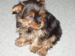 Booby? - Yorkshire Terrier Femelle (6 ans)