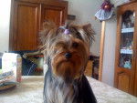 Emy - Yorkshire Terrier Femelle (1 an)