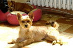 Etoile - Yorkshire Terrier Femelle (3 ans)