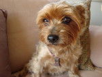 Fiona - Yorkshire Terrier Femelle (9 ans)