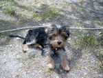 Jack - Yorkshire Terrier Mâle (2 mois)