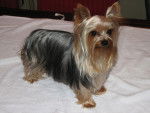 Dily - Yorkshire Terrier Mâle (2 mois)