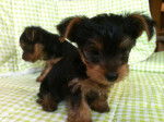Socke - Yorkshire Terrier Mâle (4 mois)