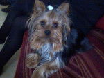 Glinka - Yorkshire Terrier Mâle (2 ans)