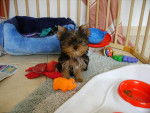Etincelle - Yorkshire Terrier Femelle (9 mois)