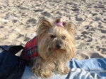 Lady - Yorkshire Terrier Femelle (14 ans)