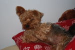 lucky - Yorkshire Terrier Mâle (3 ans)