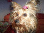 Zara - Yorkshire Terrier Femelle (2 ans)