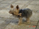 Truffe - Yorkshire Terrier Femelle (7 ans)