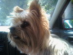 Pouppy - Yorkshire Terrier Femelle (7 ans)