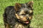 Yorkshire Terrier - Yorkshire Terrier