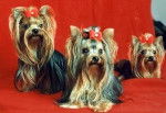 Yorkshire Terrier - Yorkshire Terrier