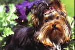 Yorkshire Terrier - Yorkshire Terrier