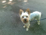 Disco - Yorkshire Terrier Mâle (2 ans)