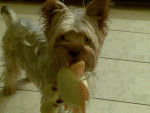 Disco - Yorkshire Terrier Mâle (2 ans)
