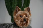 Bulle - Yorkshire Terrier Mâle (9 ans)