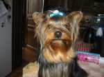 Aloha - Yorkshire Terrier