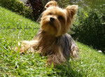 Roxy - Yorkshire Terrier Femelle (6 ans)