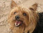 MA CHIENNE ANGIE - Yorkshire Terrier Femelle (7 ans)