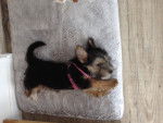 Lutti - Yorkshire Terrier Femelle (2 mois)