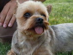 Loulette - Yorkshire Terrier Femelle (3 ans)