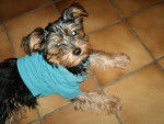 Dipsy - Yorkshire Terrier Mâle (2 ans)
