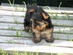 minnie - Yorkshire Terrier Femelle (1 an)