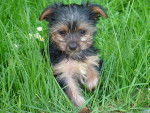louna - Yorkshire Terrier Femelle (3 mois)