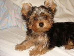 nora - Yorkshire Terrier Femelle (1 an)