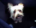 yorkshire terrier PIKACHU - Yorkshire Terrier