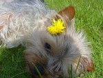 tootsy Yorkshire Terrier - Yorkshire Terrier