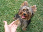 Yorkshire terrier Biki - Yorkshire Terrier