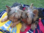 Yorkshire terrier Chloé et Biki - Yorkshire Terrier