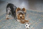 Gadgette - Yorkshire Terrier - Yorkshire Terrier