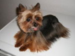 SCOTCH yorkshire terrier miniature - Yorkshire Terrier