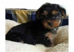 Bella - Yorkshire Terrier Femelle (4 mois)