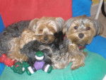 yorkshire terrier bouba et samba - Yorkshire Terrier